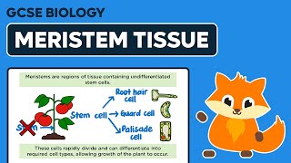 Meristem Tissue  GCSE Biology [upl. by Finkelstein]