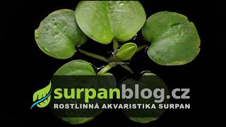 Limnobium laevigatum Amazon Frogbit  Voďankovec vzplývavý  Akvarijní rostliny  SURPANcz [upl. by Marsland]