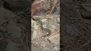 PUFF ADDER SNAKE [upl. by Gambrill680]