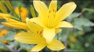 Hemerocallis minor  Taglilie Day Lily [upl. by Tullius]