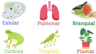 TIPOS DE RESPIRACIÓN Celular Pulmonar Branquial Traqueal Cutánea Plantas🦁🐟🌳🦠 [upl. by Aldredge]