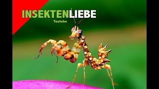 ❌Gottesanbeterin  Erstversorgung der Nymphen Praying Mantis Nymph Care [upl. by Lally181]