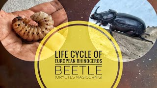 Life Cycle of European Rhinoceros Beetle Oryctes nasicornis [upl. by Lizbeth]