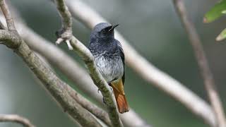 The sound of the Black Redstart  Bird Sounds  10 Hours [upl. by Nageek]