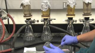 Coliform Bacteria Analysis [upl. by Karole]