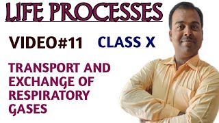 Exchange and Transport of respiratory gases Class 10th biology Life processess [upl. by Rodolfo]