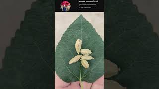 Cardamom  Elaichi  How to Grow Cardamom From Seeds at Home  Unlock Secret to Grow Cardamom [upl. by Ihcekn]