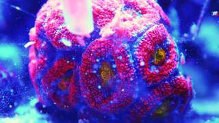 Acanthastrea eating Goldpods  Coral timelapse [upl. by Ailec690]