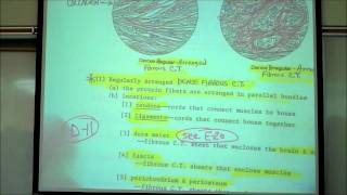 HISTOLOGY CONNECTIVE TISSUES Part 1 by Professor Fink [upl. by Acsisnarf166]