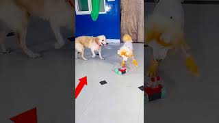 मेरे डॉगी को बचाने उसका भाई आया😭funnydogs shorts [upl. by Lorak]