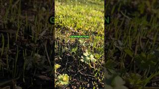 Grass Seed Germination on Renovation Lawn [upl. by Notxarb]