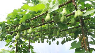 Amazing  The method of growing chayote on the terrace is surprisingly easy [upl. by Nytsirc]