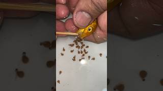 Yellow cichlid fish giving birth to 27 baby fish fish 물고기 fishing [upl. by Aimat]