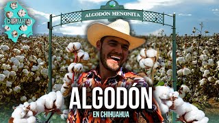 El ALGODÓN que produce la cultura MENONITA en Chihuahua México  Los mayores productores de Algodón [upl. by Nivla831]