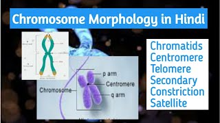 Chromosome Morphology part 1 in Hindi chromatids centromere telomere satellite p and q arm [upl. by Idola]