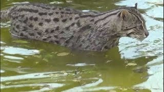 Le Chat viverrin est appelé aussi Chat Pêcheur  Le Domaine des Fauves  Les Abrets Isère France [upl. by Julio449]