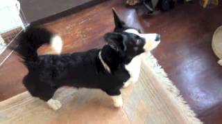 James the Cardigan Welsh Corgi standing guard [upl. by Aniham]