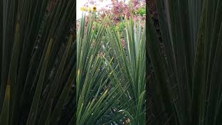 Cordyline Australis trees viral missa 🌻 [upl. by Mcquillin645]