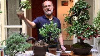 Curare il bonsai lABC per neofiti giardinieri [upl. by Keslie]