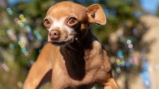 Chihuahua Dogs Trained a Baby to HOWL [upl. by Hart]