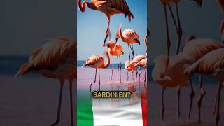 Flamingos Die TOP 5 Reiseziele in Italien ☺️🇮🇹🍕 reiseziele top5 italien ai sehenswürdigkeiten [upl. by Reiche610]