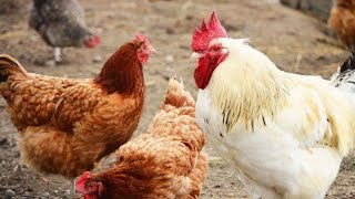 poules pondeuses en pleine ponte des poulets de chairs en pleine croissance 🐤 [upl. by Ylevol]