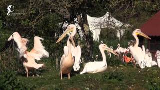 Vogelpark Niendorf [upl. by Sordnaxela]