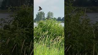 Cest son territoire 😮 Carouge à épaulettesRedwinged Blackbird Bon matin☀️ Good morning [upl. by Ailgna]