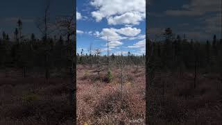 Places to visit in London Ontario Canada 🇨🇦  Episode1  Sifton Bog [upl. by Rem]