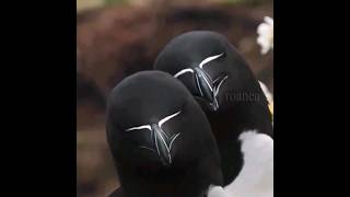 Razorbill bird have unique appearance [upl. by Ahsai659]