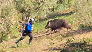 Chasse Sanglier au Maroc Wad rekel  Wild Boar Hunting 2024 Partie 14 [upl. by Rodnas]