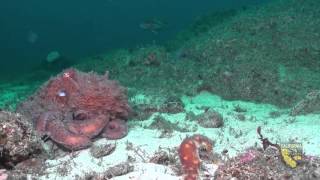 Southeast Farallon Island State Marine Reserve [upl. by Rawdin]