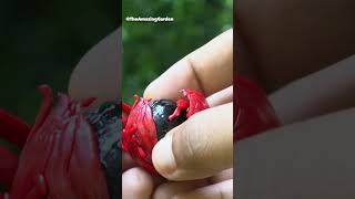 Removing mace covering nutmeg seed agriculture spices spice [upl. by Nosduh]