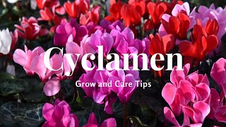 Cyclamen Grow and Care Tips [upl. by Llerat]