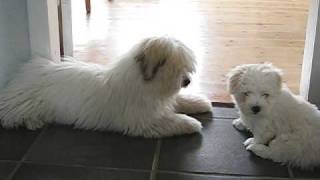 2 cute puppies having lots of fun  Coton de Tuléar [upl. by Swagerty]