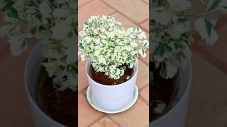 How to grow Aralia plant fastergarden indoorplants [upl. by Aimas]