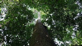 Hylea 1884 Bolivia – A small nut saves the rainforest Brazil nuts documentary [upl. by Emiolhs]