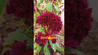 How to make velvet palnt gardengoalsshortsvideosviralvideo [upl. by Ahsiekan]