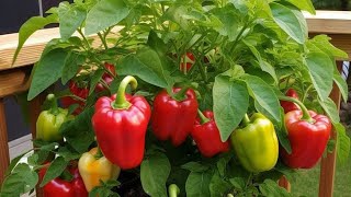 What is the description of pimentoWhat do pimento peppers look likeWhat is pimento known asWhere [upl. by Lida]