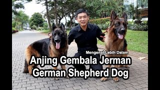 Mengenal Anjing Gembala Jerman Show amp Working Line Bersama Ketua IGSC Banten [upl. by Nari737]