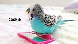 Budgie singing to Mirror  Budgie sounds [upl. by Witt18]