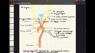 Zentrales amp peripheres Nervensystem  vegetatives Nervensystem N Vagus N phrenicus anatomy [upl. by Conway]