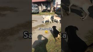 Wychodne niekontrolowane 😆 koza goat funnyvideo funnyanimals funny życienawsi [upl. by Arleta]