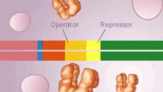 operon LAC [upl. by Sung542]