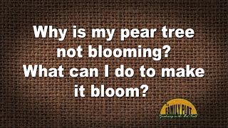 QampA – Why is my pear tree not blooming [upl. by Niall]