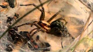 Labyrinthspinne Agelena labyrinthica Weibchen [upl. by Ittak]