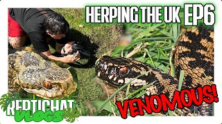 UKs only VENOMOUS snake Bumper ADDER episode  Herping the UK 6 [upl. by Ordnajela]