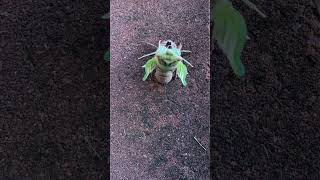 Cicada molting ecdysis Cicada Molting WildlifePhotography CloseUpNature timelapse [upl. by Jania]