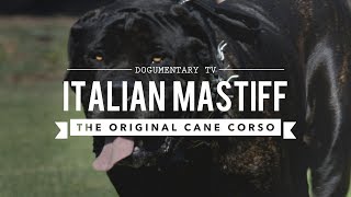 THE ORIGINAL CANE CORSO ITALIAN MASTIFF [upl. by Etnovad886]