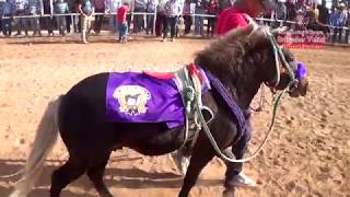 Gran Carrera de Ponys duelo de titanes tienes que verla 25 de febrero 2018 [upl. by English]